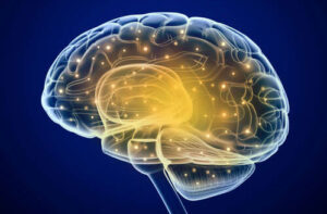 лиссэнцефалия